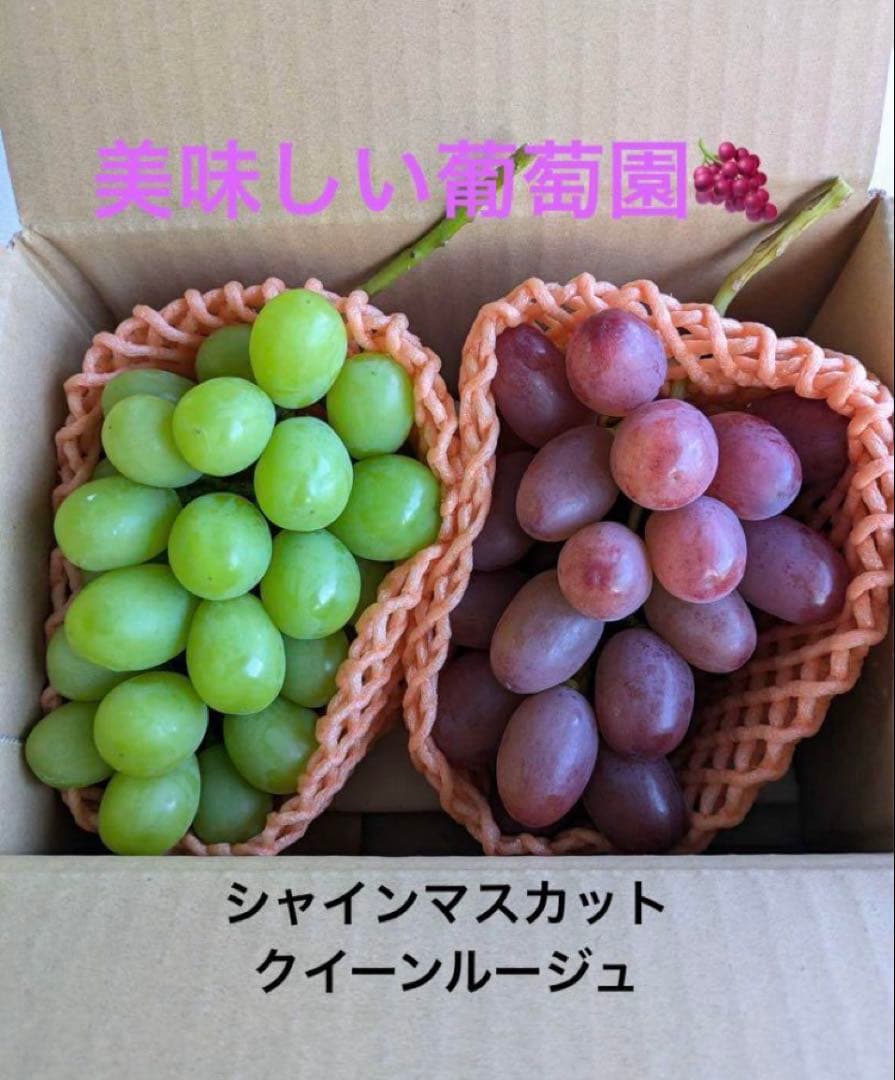 さんぼシャインマスカット2房、クイーンルージュ3房