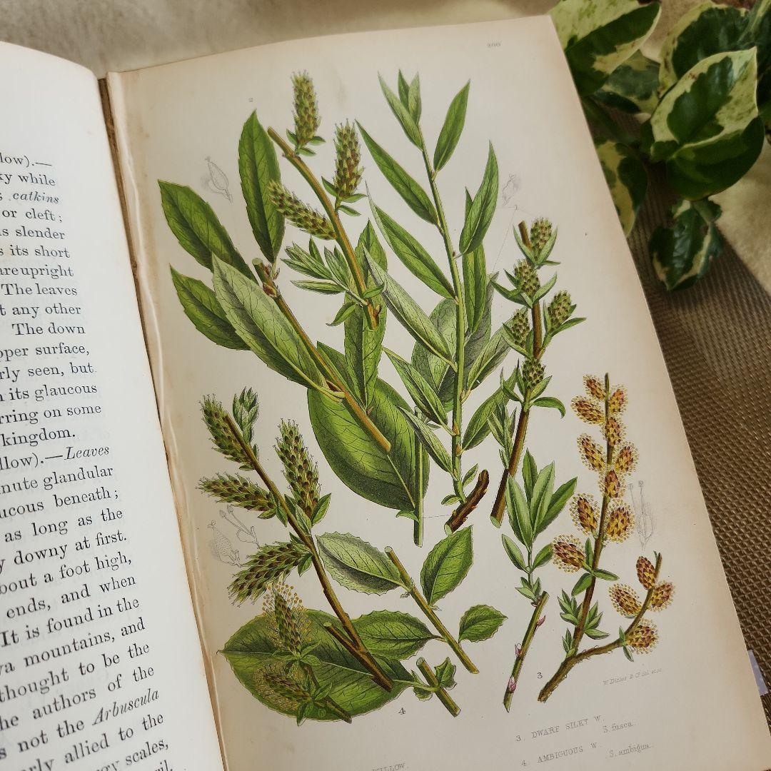 植物図鑑　洋書　ボタニカルアート　アンティーク　リトグラフ　イギリス　古書　18