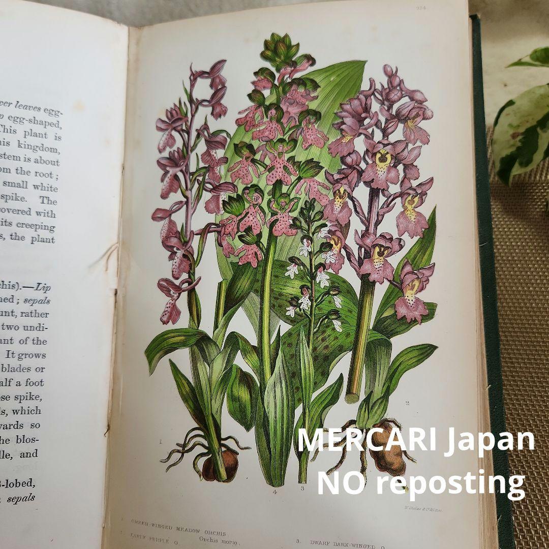 植物図鑑　洋書　ボタニカルアート　アンティーク　リトグラフ　イギリス　古書　18