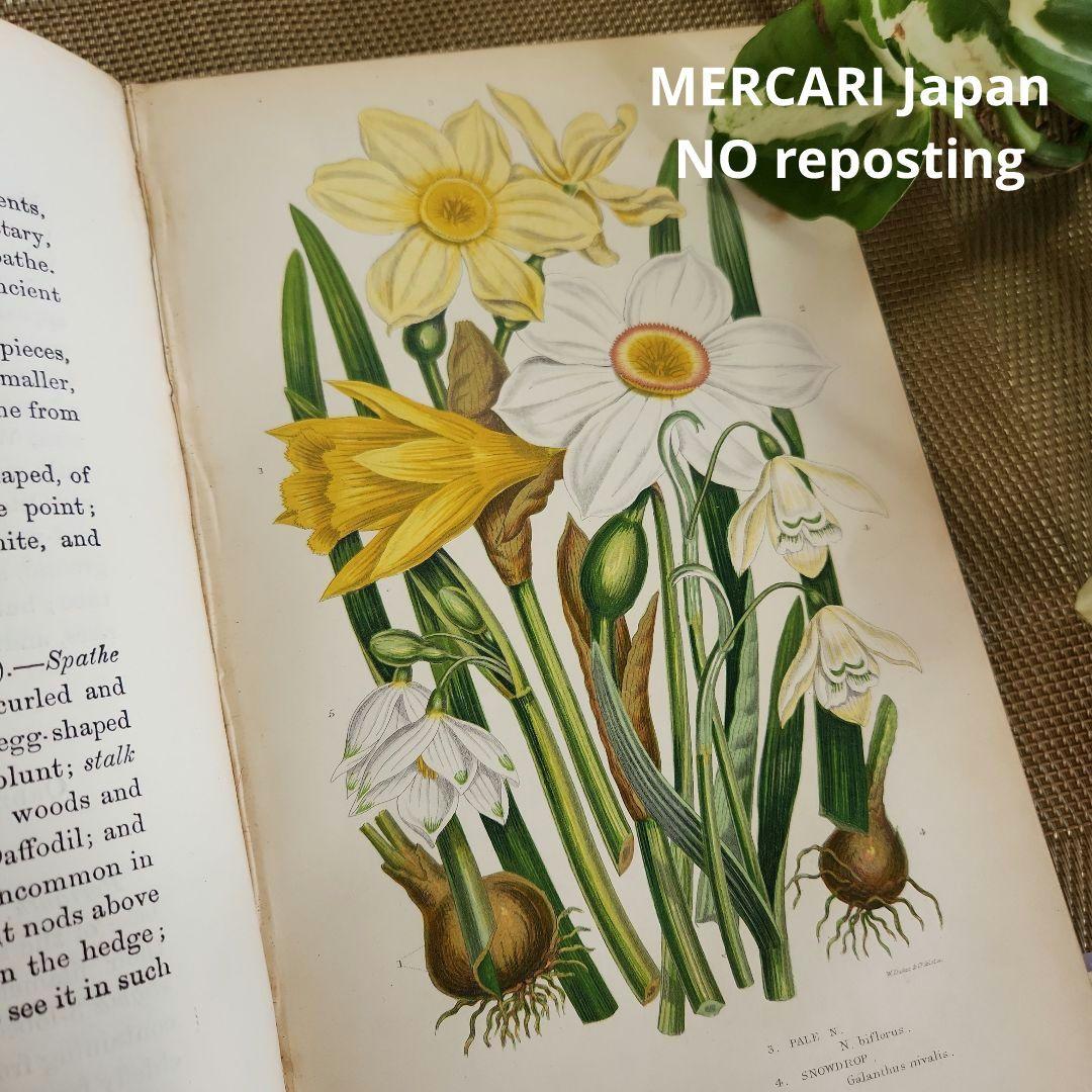 植物図鑑　洋書　ボタニカルアート　アンティーク　リトグラフ　イギリス　古書　18