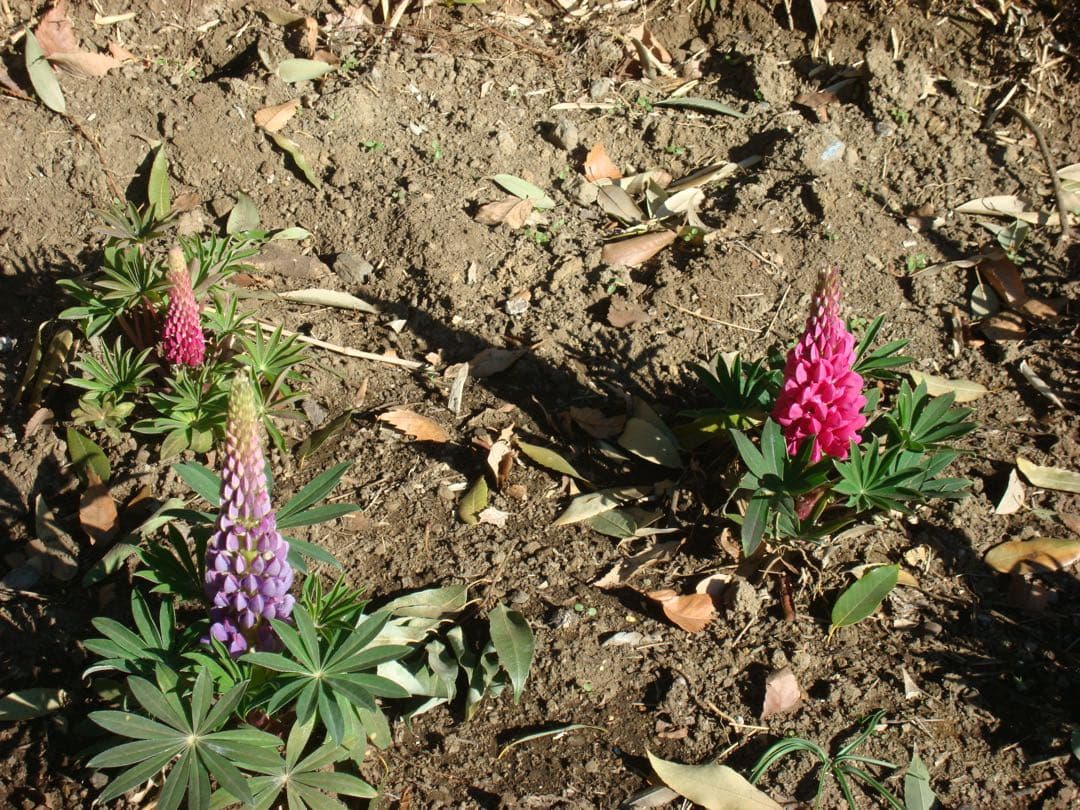 【動作確認済】SONY DSC-W200 サイバーショット デジタルカメラ