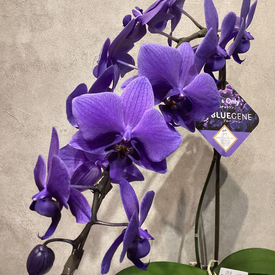 年始SALE❗️入荷少なめです❗️超希少❗️胡蝶蘭❤️ブルージーン　1本立