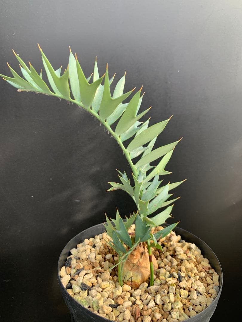 【南ア産・発根済】エンセファラルトス・ホリダス 約5cm +子株2｜No4-14