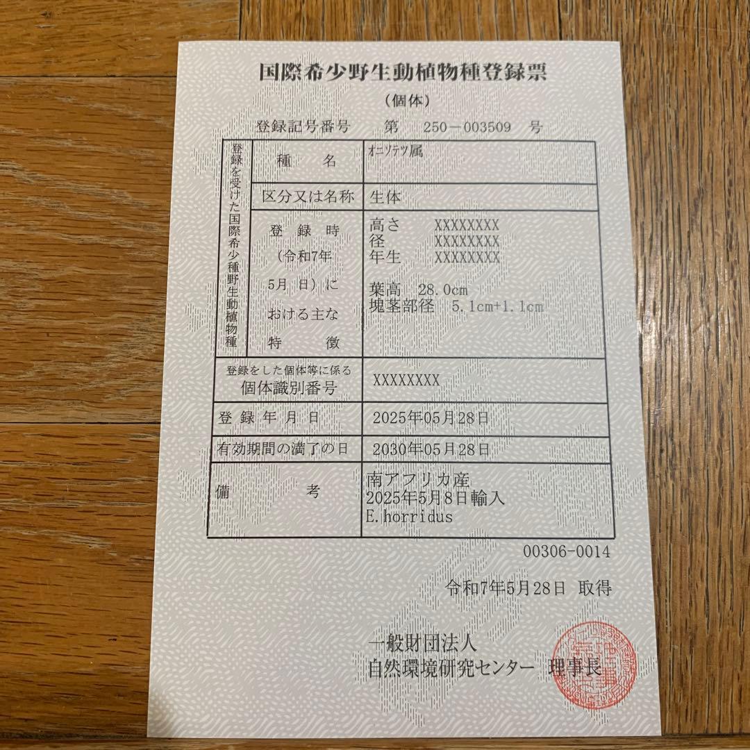 【南ア産・発根済】エンセファラルトス・ホリダス 約5cm +子株2｜No4-14