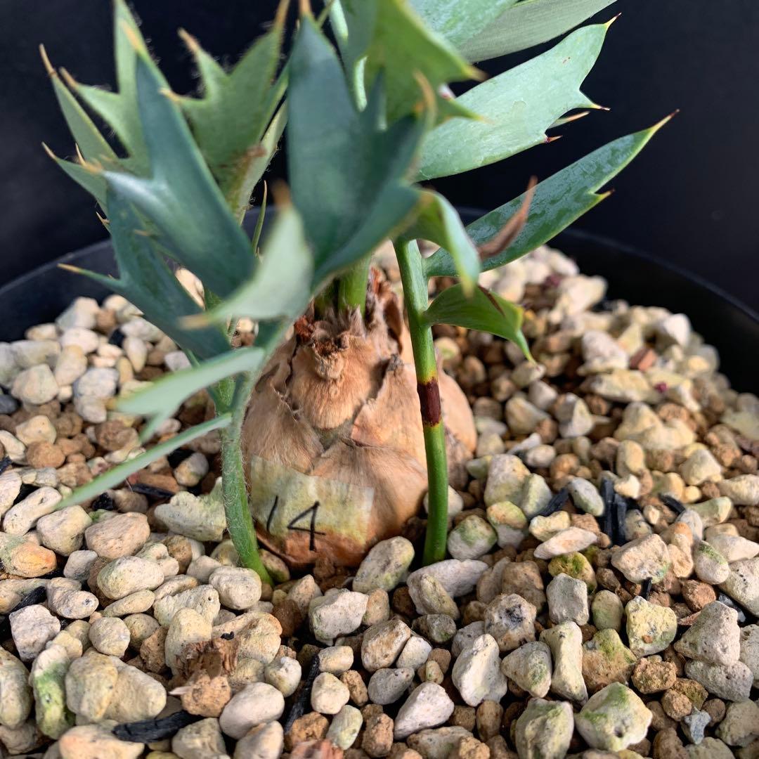 【南ア産・発根済】エンセファラルトス・ホリダス 約5cm +子株2｜No4-14