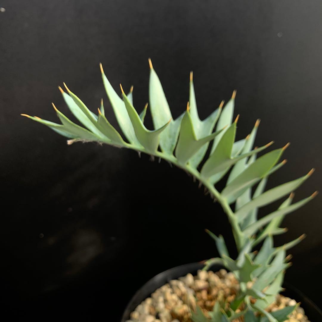 【南ア産・発根済】エンセファラルトス・ホリダス 約5cm +子株2｜No4-14