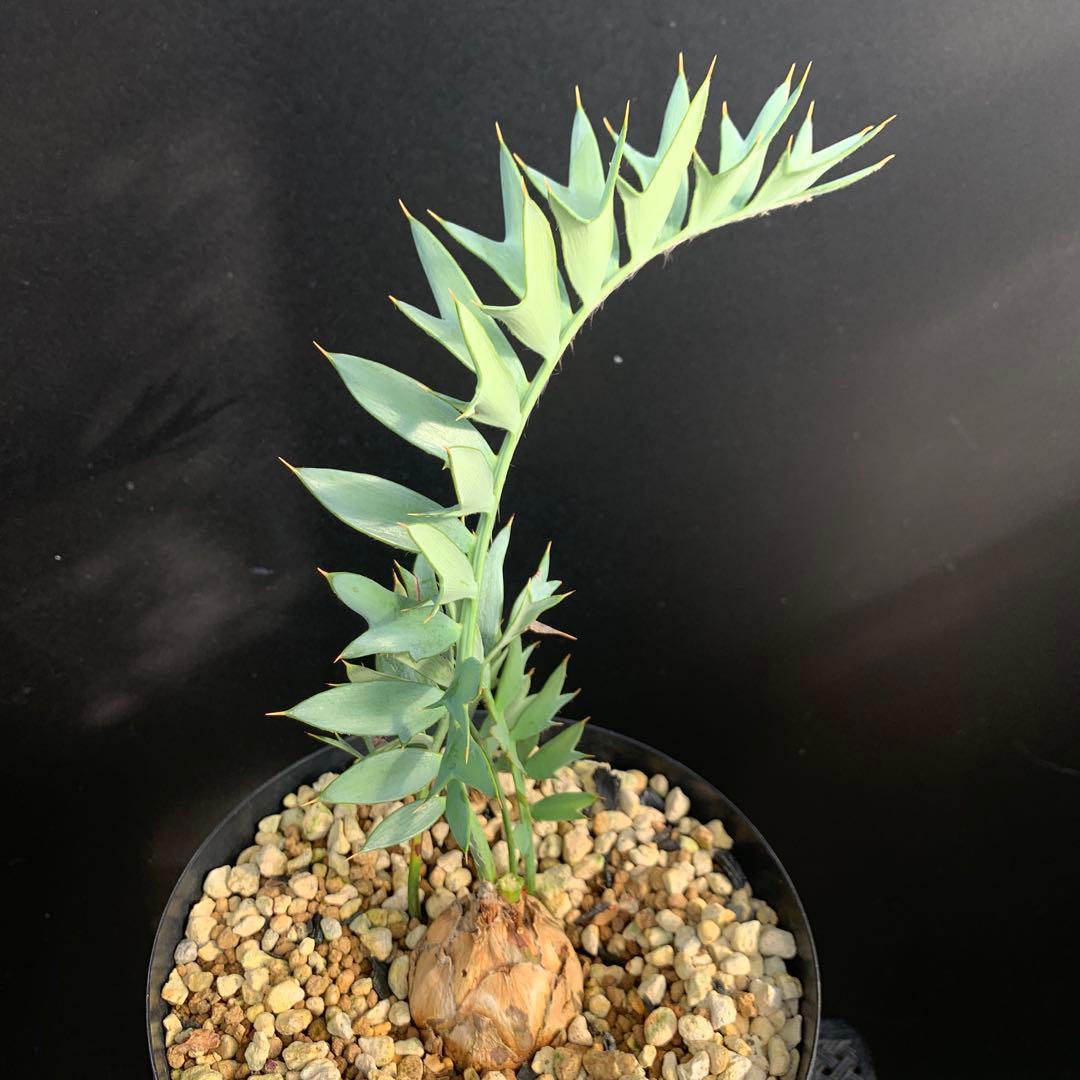 【南ア産・発根済】エンセファラルトス・ホリダス 約5cm +子株2｜No4-14