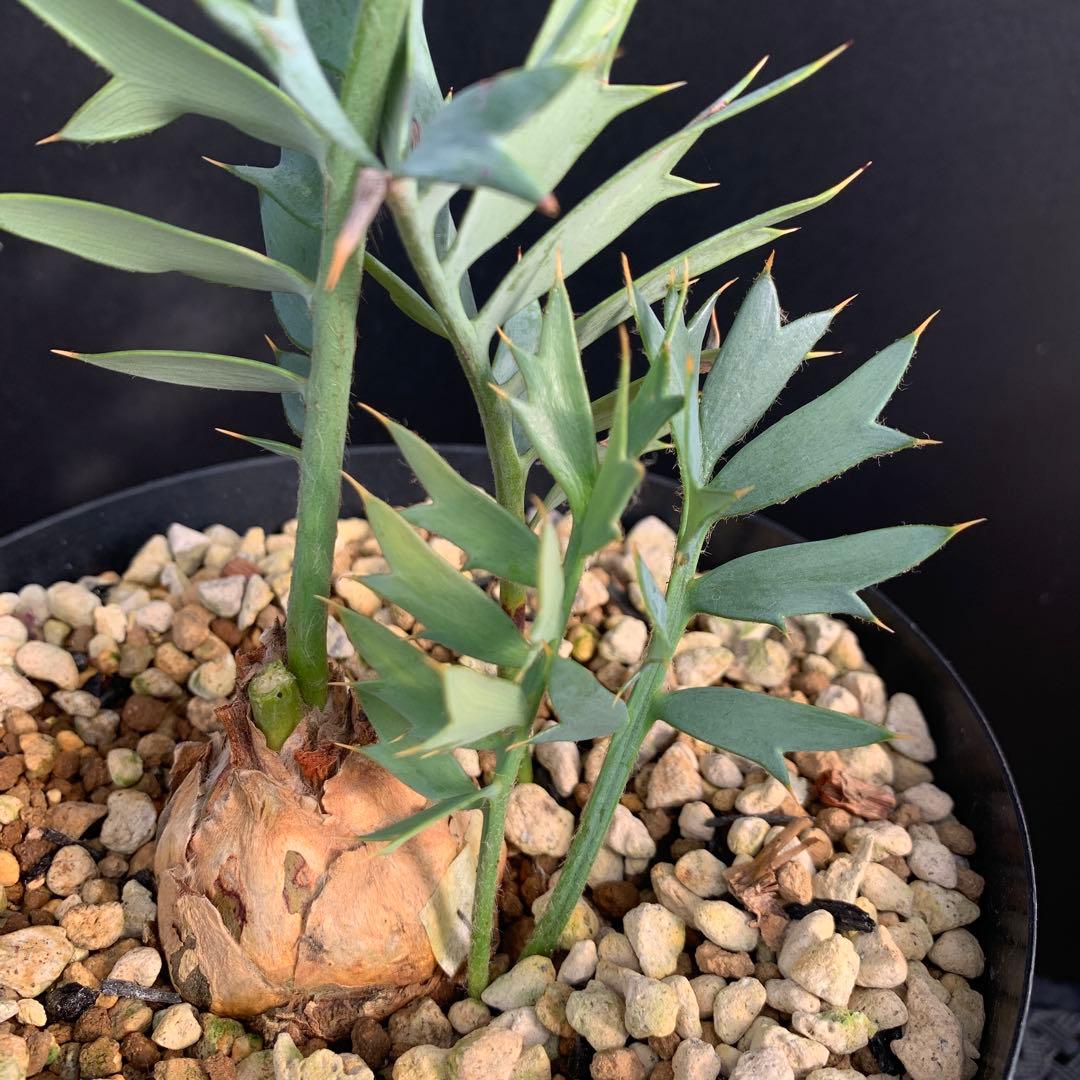 【南ア産・発根済】エンセファラルトス・ホリダス 約5cm +子株2｜No4-14