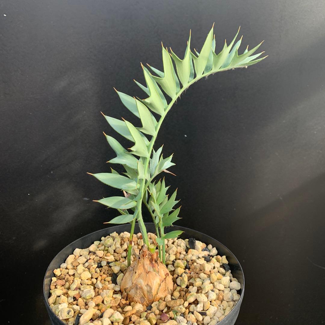 【南ア産・発根済】エンセファラルトス・ホリダス 約5cm +子株2｜No4-14