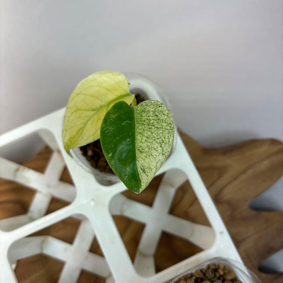 ペ*シ様 5株セットms10【特別選抜】ホワイトモンスター／天津蘭 モンステラ斑