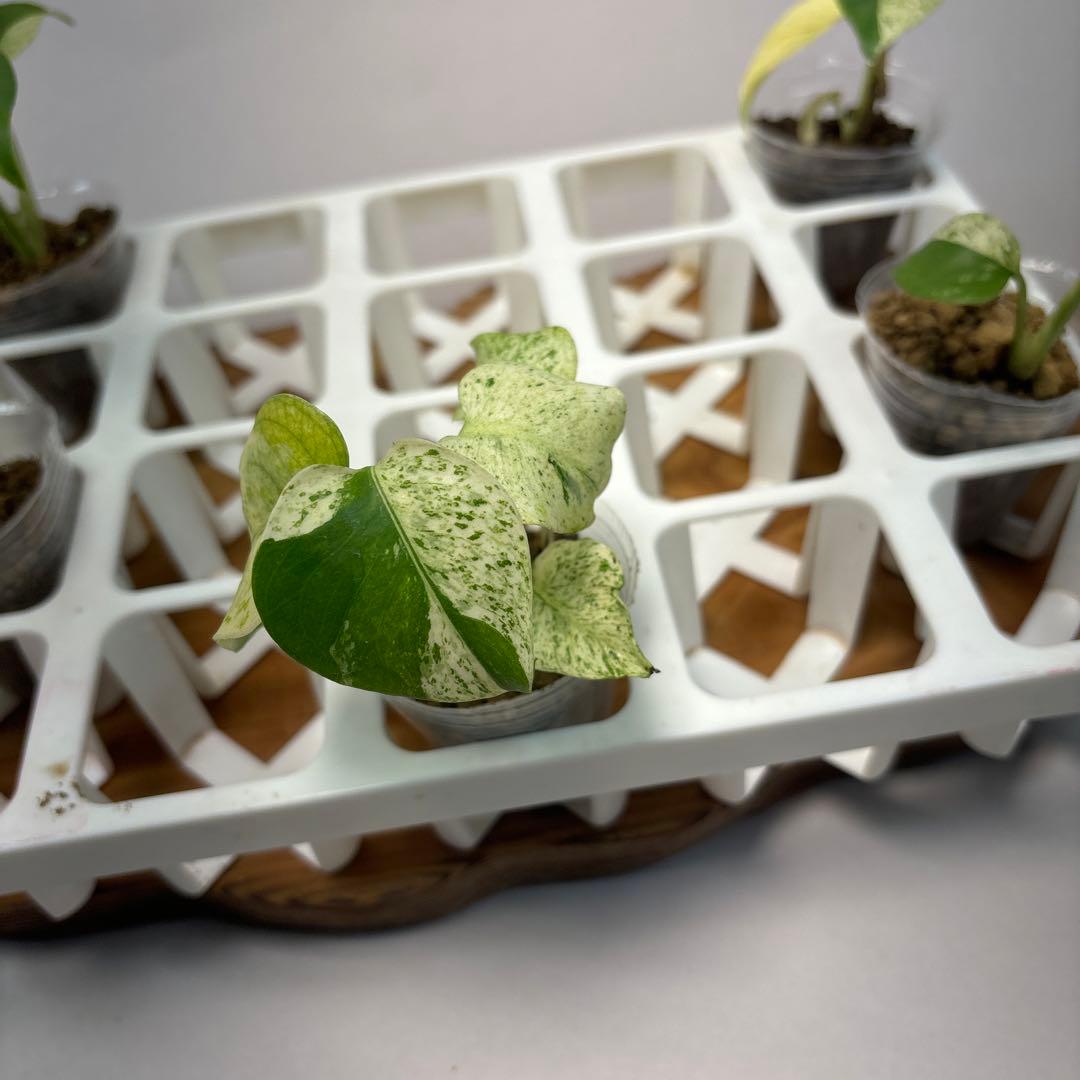 ペ*シ様 5株セットms10【特別選抜】ホワイトモンスター／天津蘭 モンステラ斑