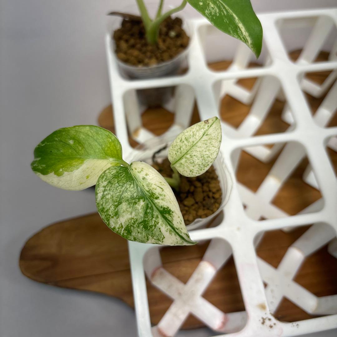 ペ*シ様 5株セットms10【特別選抜】ホワイトモンスター／天津蘭 モンステラ斑