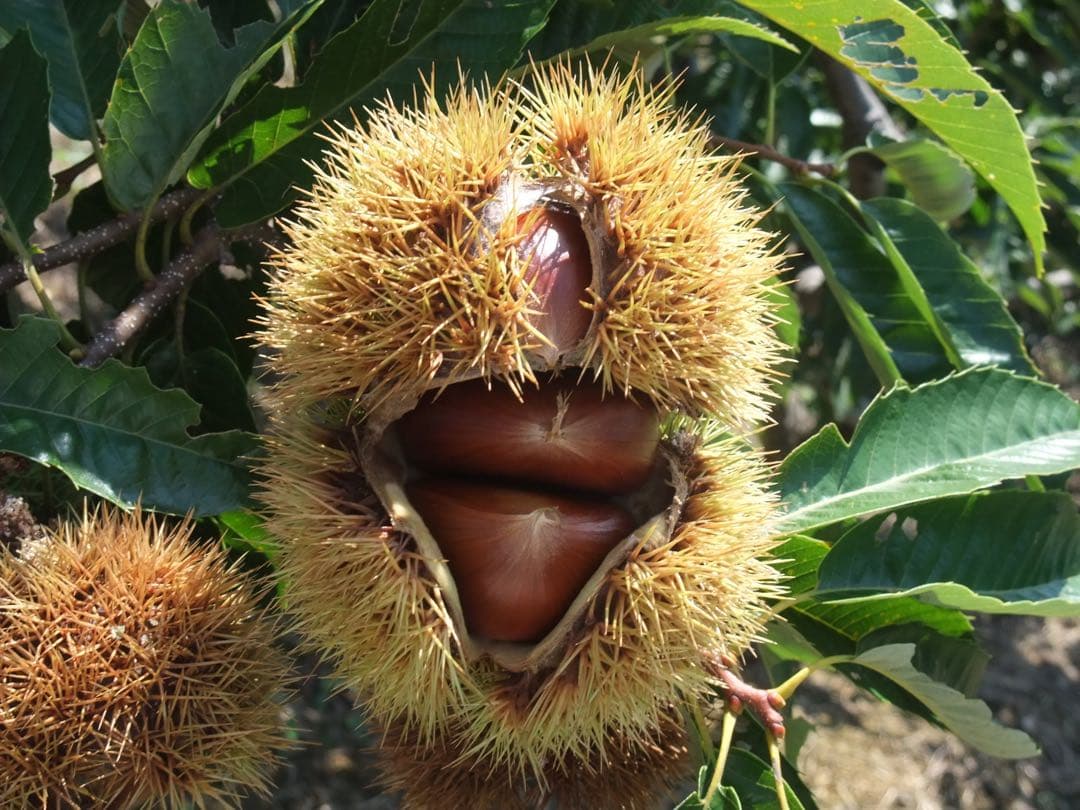 幻の栗⭐︎中山栗2L~4L混合10kgクール便（匿名不可）農家直送2025-015