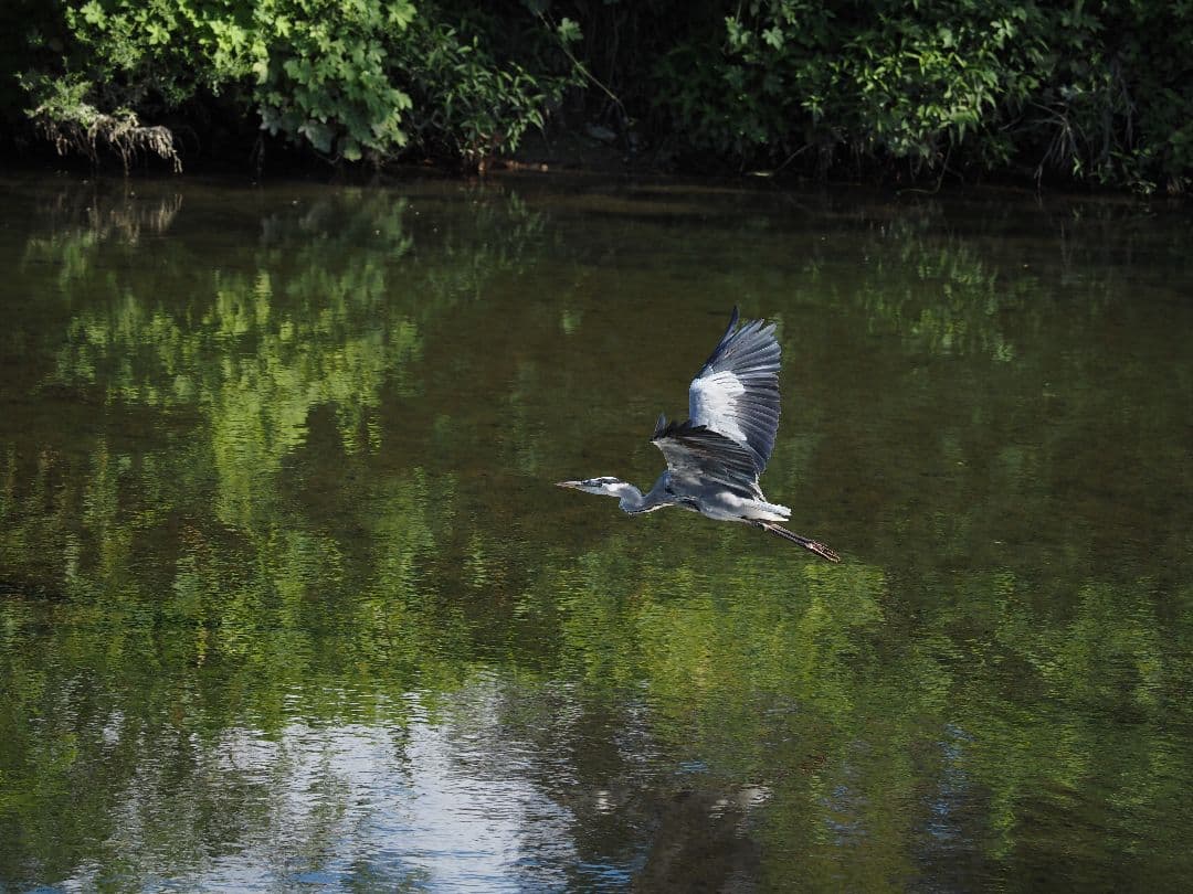 レンズ(ズーム) M.ZUIKO PRO ED 40-150mm F4.0 PRO