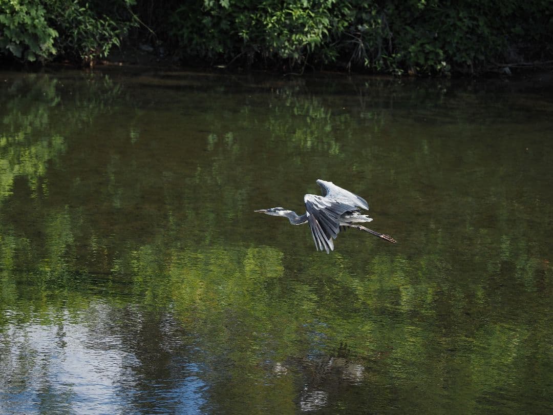 レンズ(ズーム) M.ZUIKO PRO ED 40-150mm F4.0 PRO