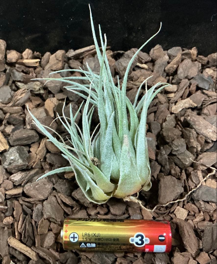 チランジア　カウツキー　カウツキー氏由来　(エアプランツ図鑑　表紙のカウツキー)