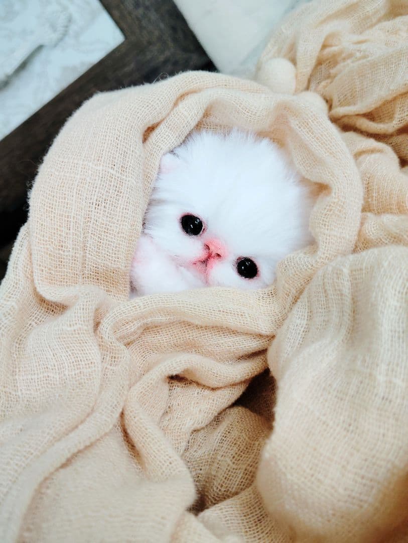 お腹ぽっこり♡むぎゅサイズ♡子猫のラムネちゃん♡アートドール♡ぬいぐるみ♡