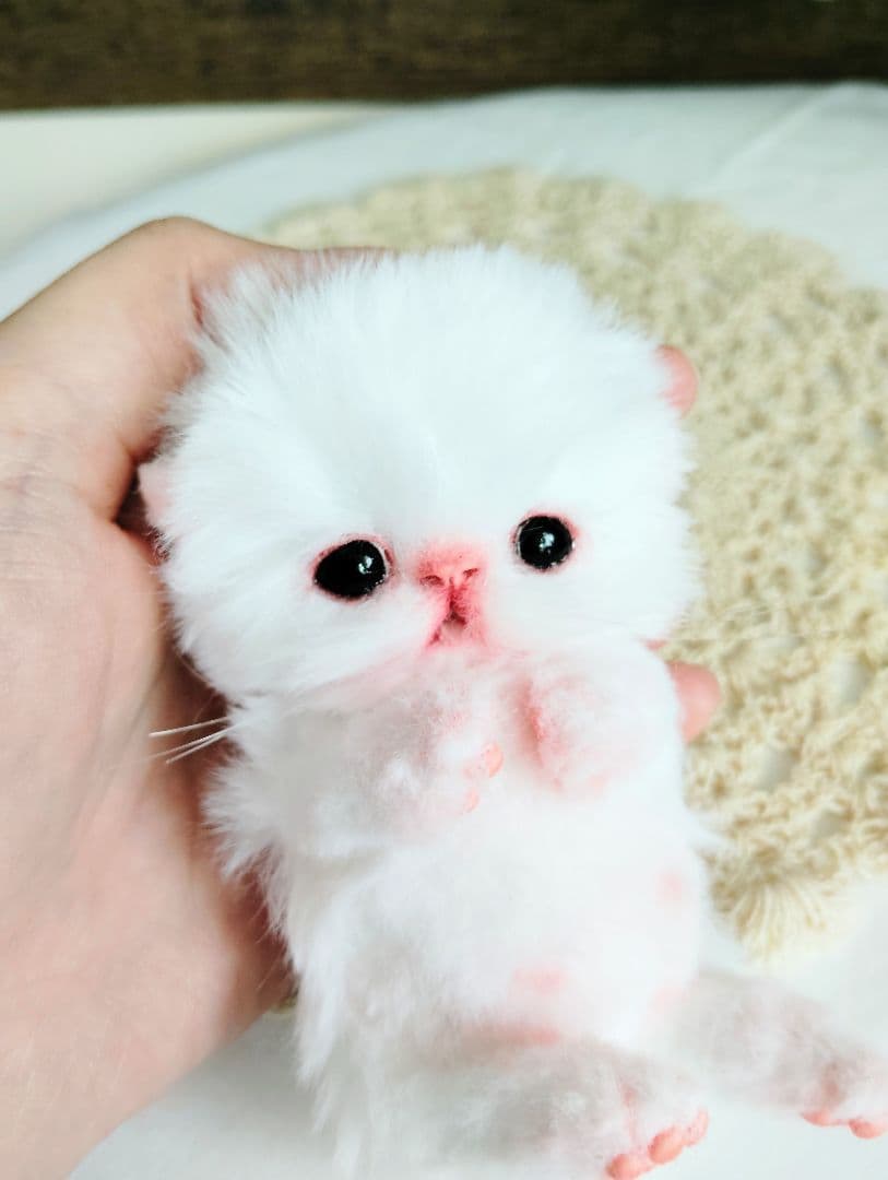 お腹ぽっこり♡むぎゅサイズ♡子猫のラムネちゃん♡アートドール♡ぬいぐるみ♡