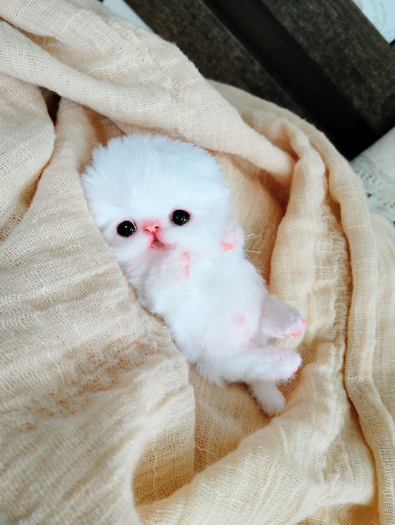 お腹ぽっこり♡むぎゅサイズ♡子猫のラムネちゃん♡アートドール♡ぬいぐるみ♡