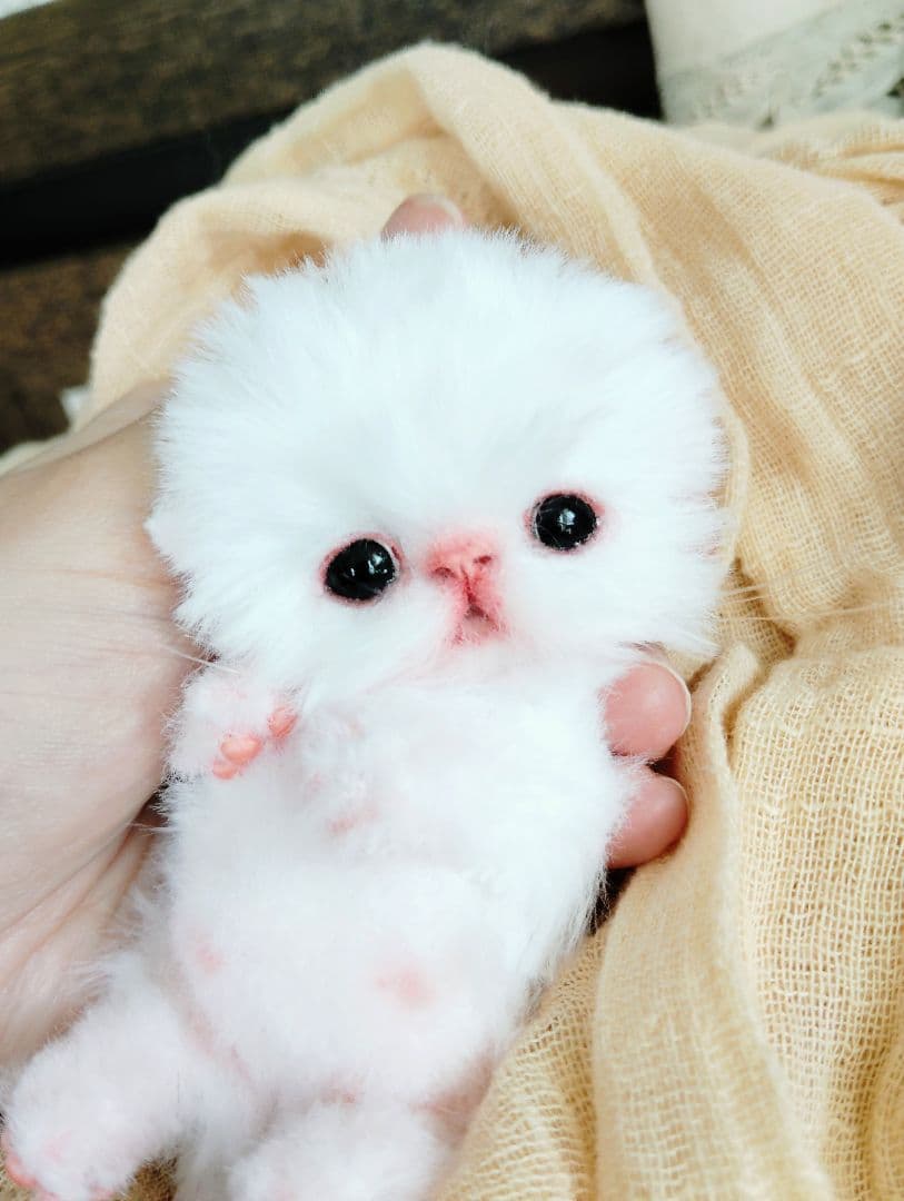 お腹ぽっこり♡むぎゅサイズ♡子猫のラムネちゃん♡アートドール♡ぬいぐるみ♡