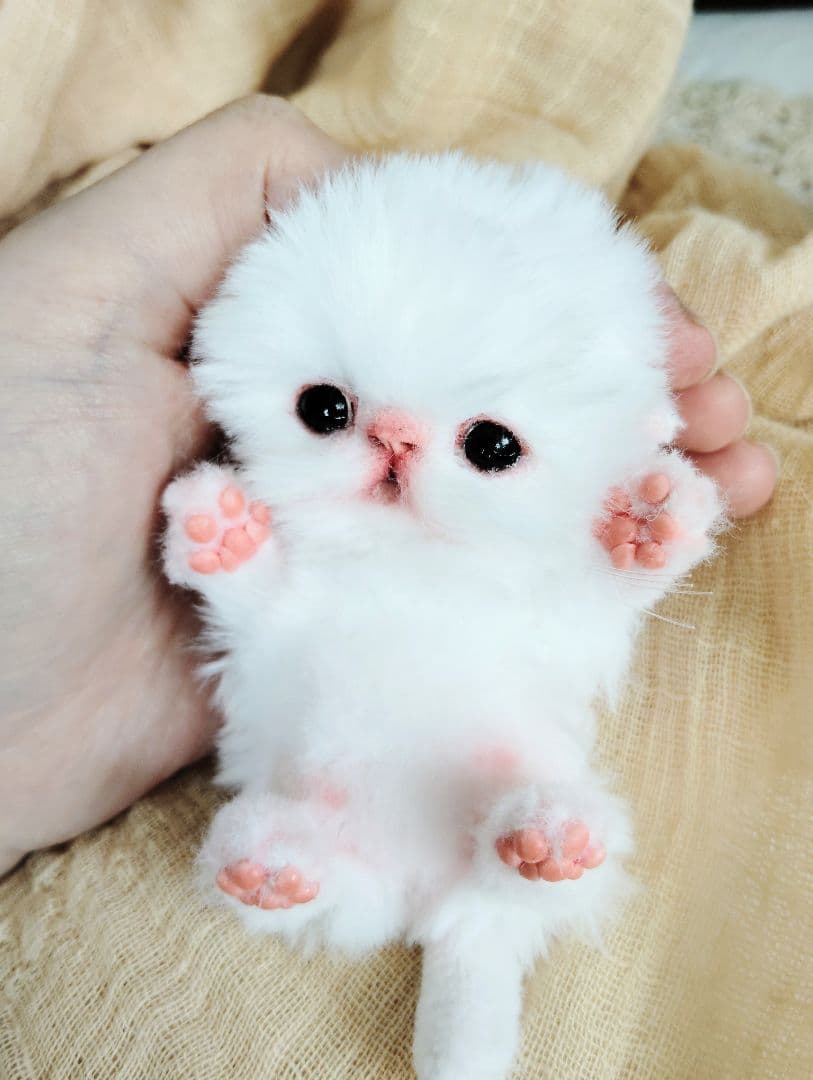 お腹ぽっこり♡むぎゅサイズ♡子猫のラムネちゃん♡アートドール♡ぬいぐるみ♡