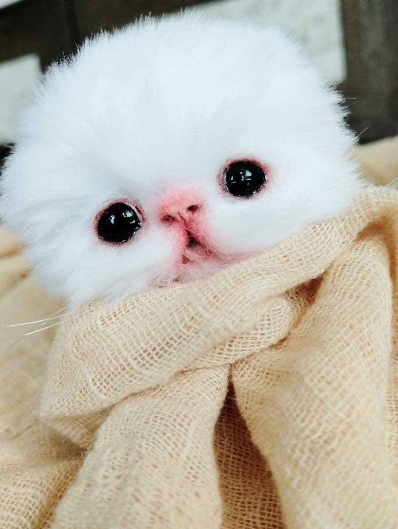 お腹ぽっこり♡むぎゅサイズ♡子猫のラムネちゃん♡アートドール♡ぬいぐるみ♡