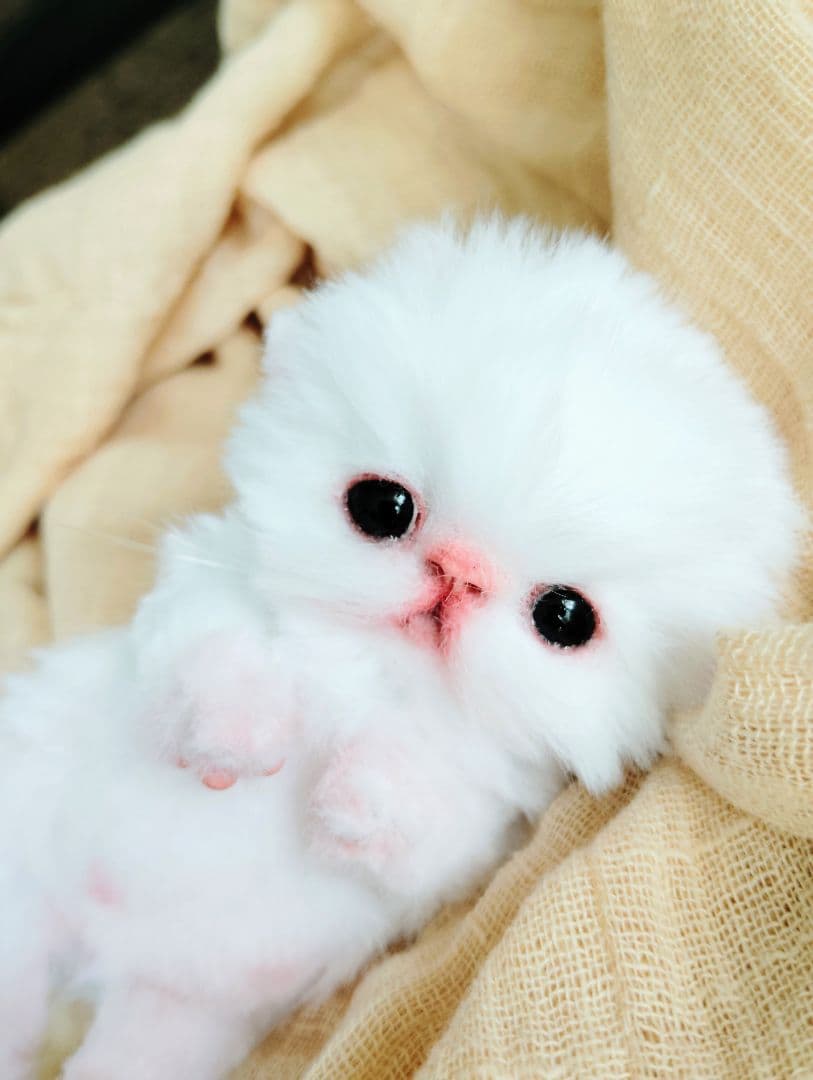 お腹ぽっこり♡むぎゅサイズ♡子猫のラムネちゃん♡アートドール♡ぬいぐるみ♡