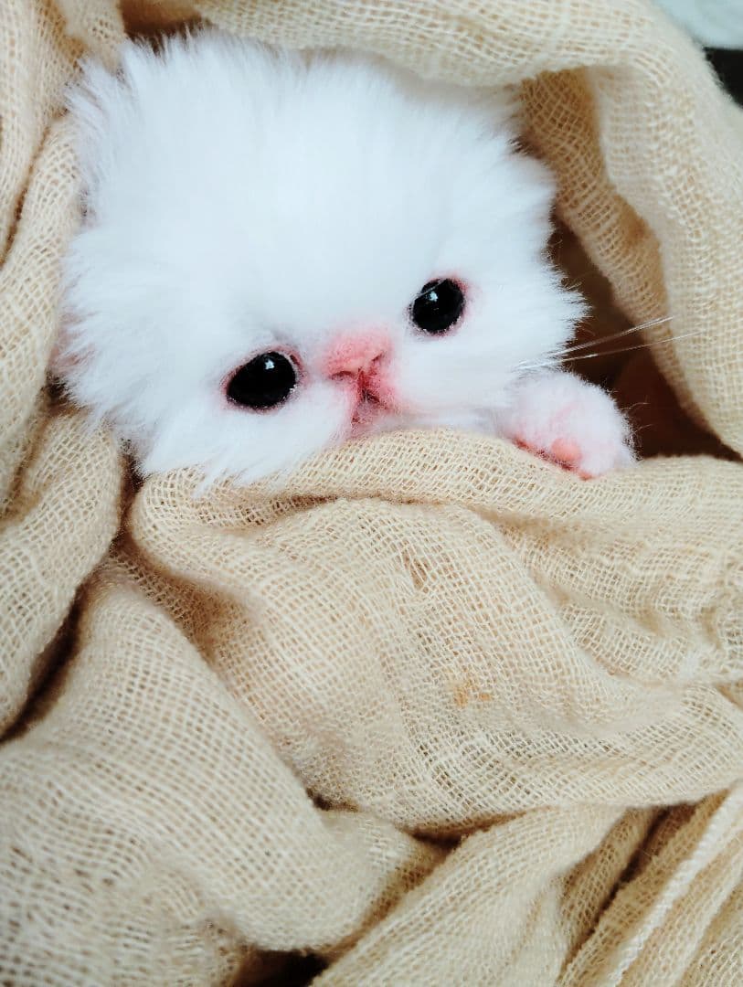 お腹ぽっこり♡むぎゅサイズ♡子猫のラムネちゃん♡アートドール♡ぬいぐるみ♡