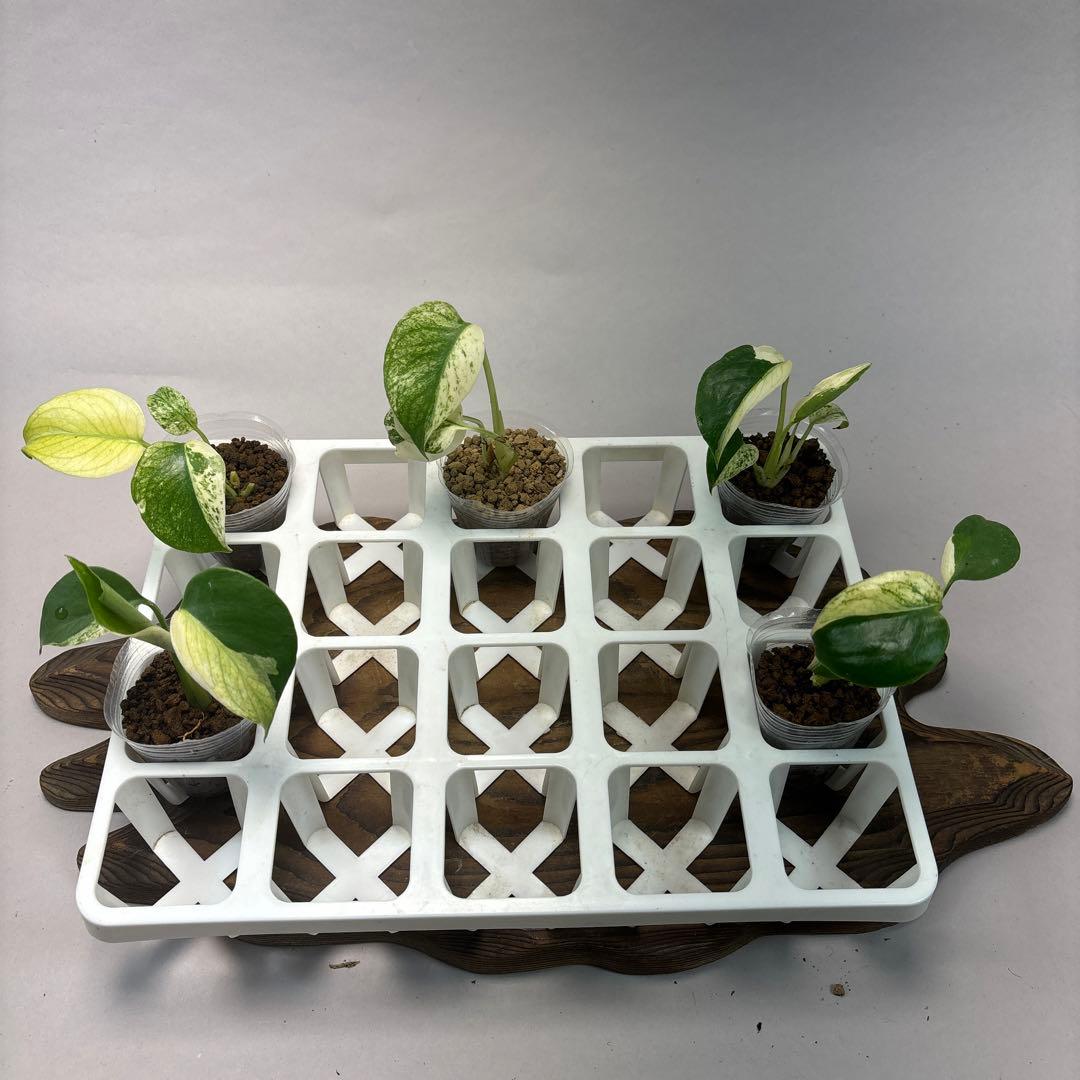 あ*り様 5株セットms08【特別選抜】ホワイトモンスター／天津蘭 モンステラ斑