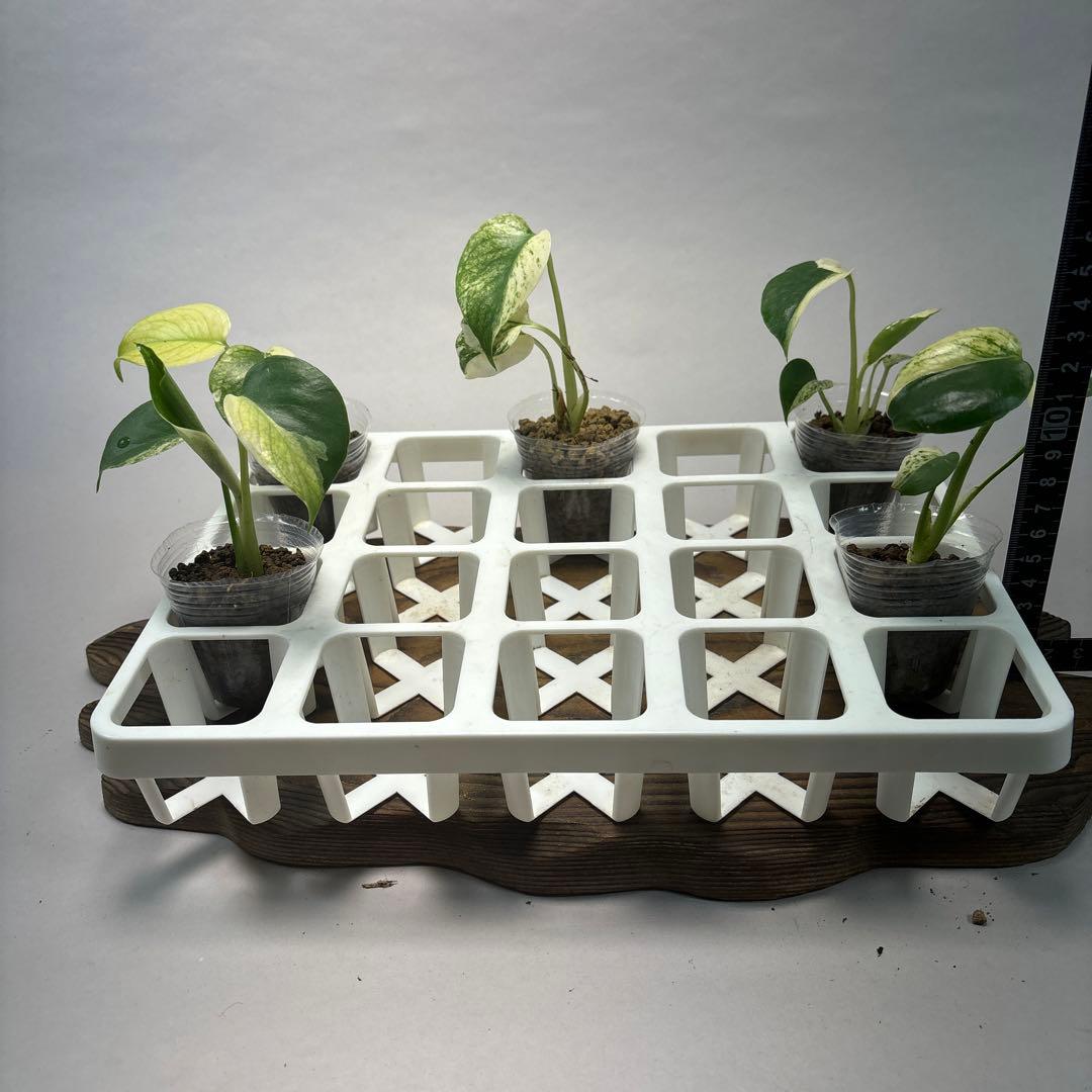 あ*り様 5株セットms08【特別選抜】ホワイトモンスター／天津蘭 モンステラ斑