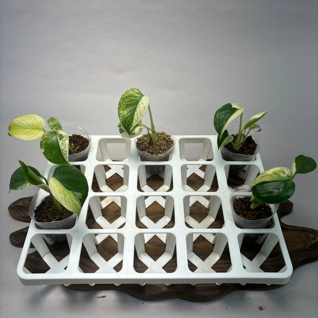 あ*り様 5株セットms08【特別選抜】ホワイトモンスター／天津蘭 モンステラ斑