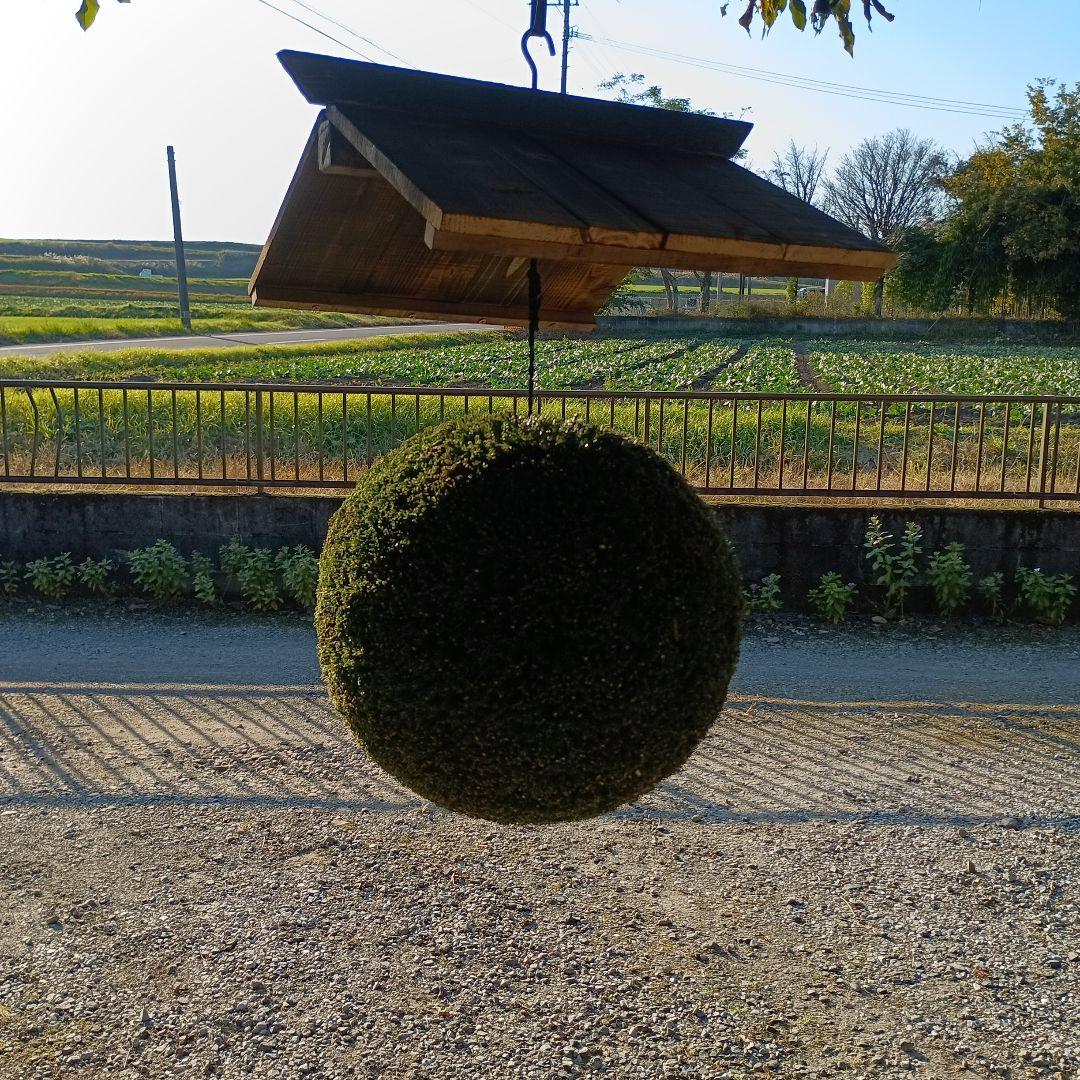 杉玉、屋根付き、杉玉直径38ｃｍ