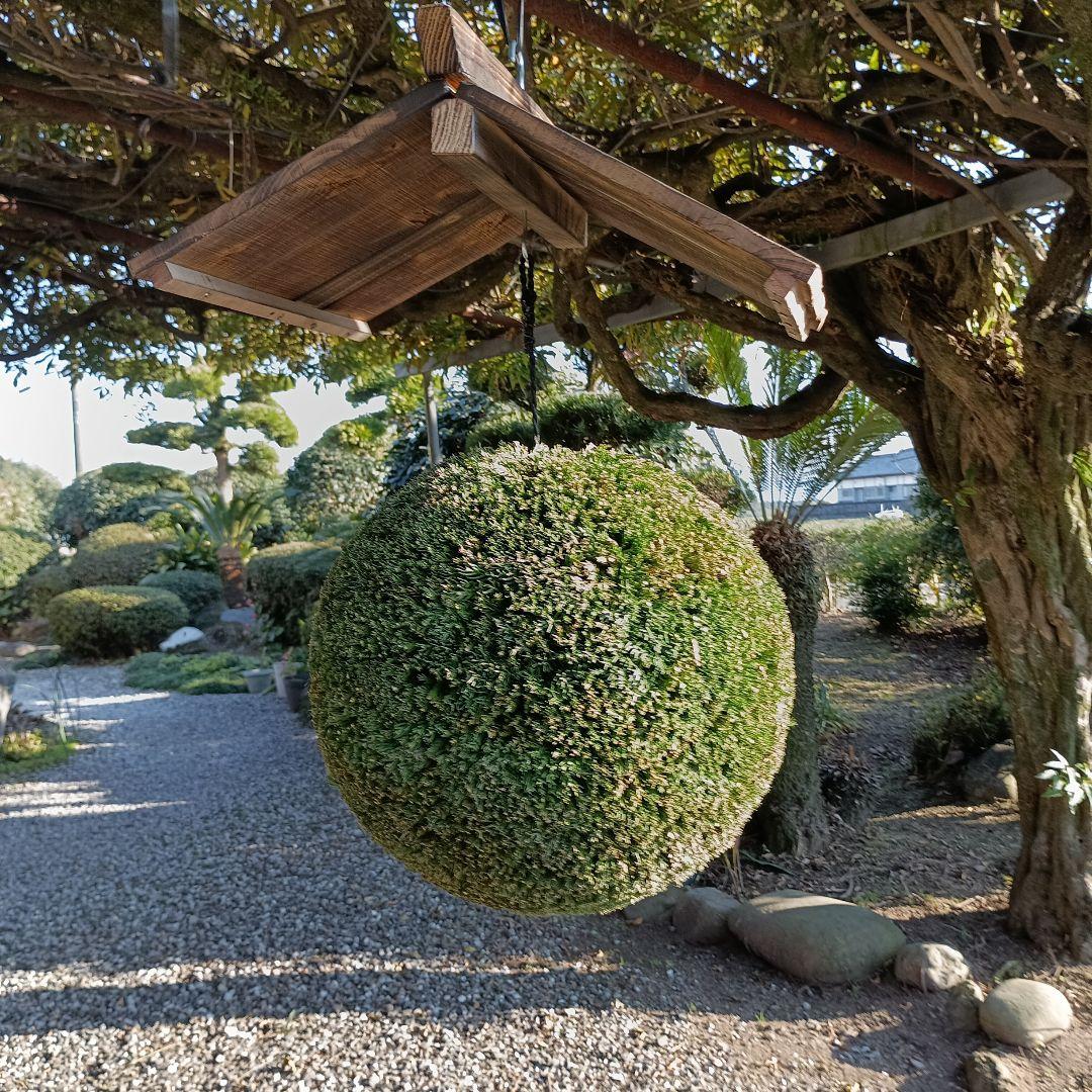 杉玉、屋根付き、杉玉直径38ｃｍ