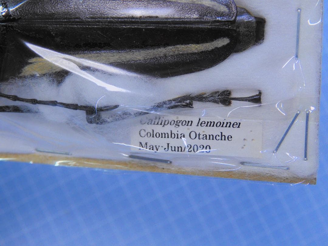 コロンビア産　特大　レモイネイトゲウスバカミキリ　81mm