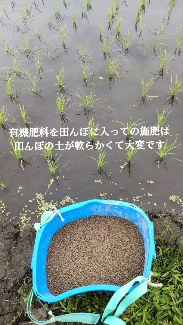 有機栽培米で自然治癒力アップ ７年産コシヒカリ玄米10kg 特栽① 農薬等不使用