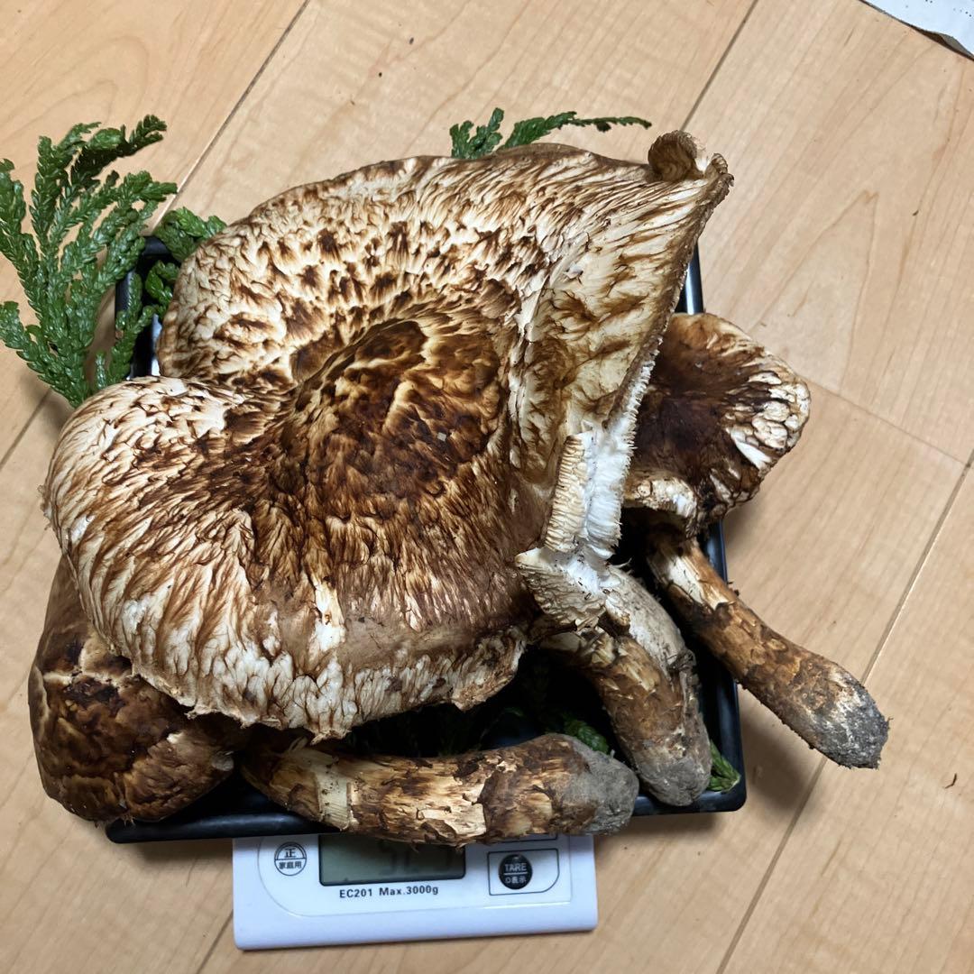 北海道産❗️天然松茸❗️525g‼️特大ツボミ❗️