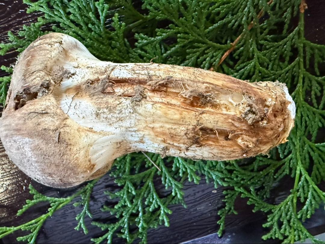 最終‼️【信州産松茸】92g