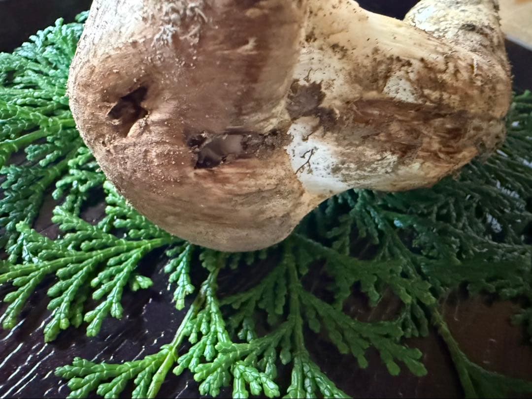 最終‼️【信州産松茸】92g