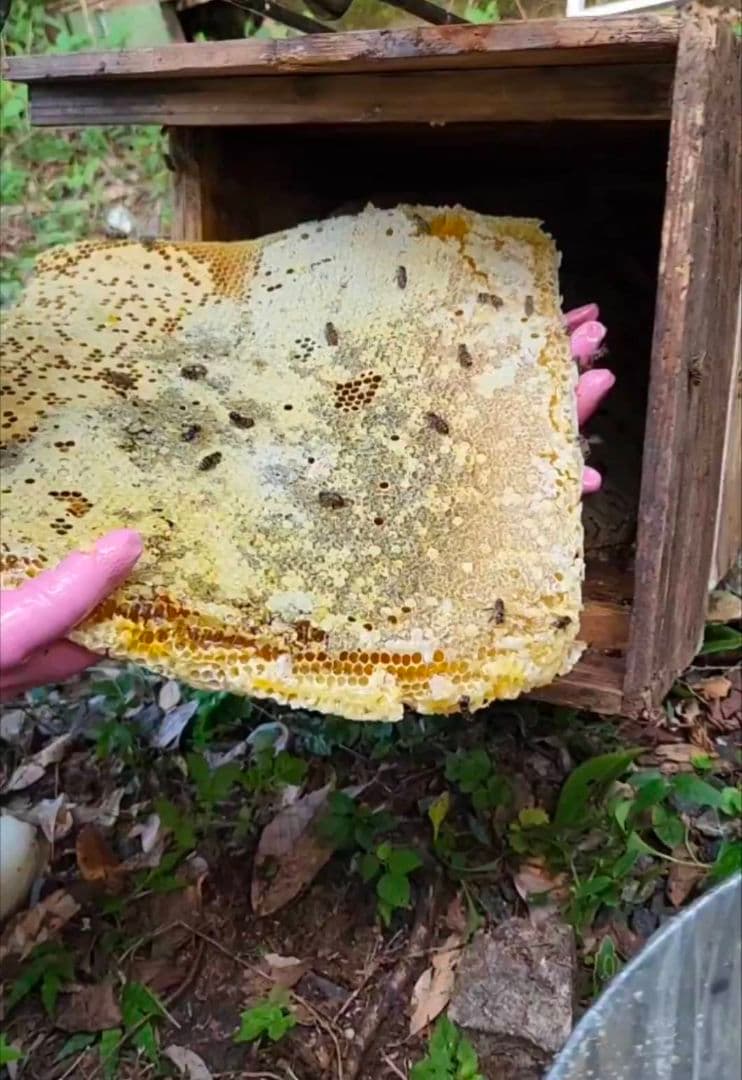 日本ミツバチ　生はちみつ