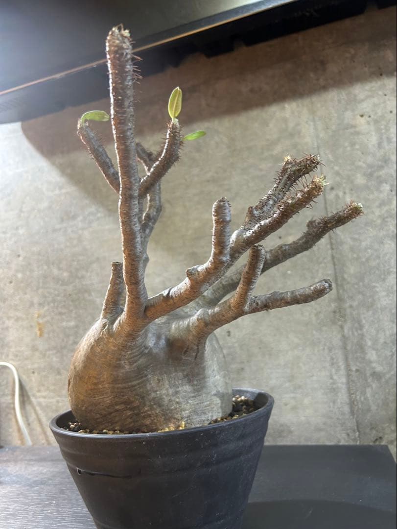 パキポディウムグラキリス　現地球　発根済　大株　グラキリス