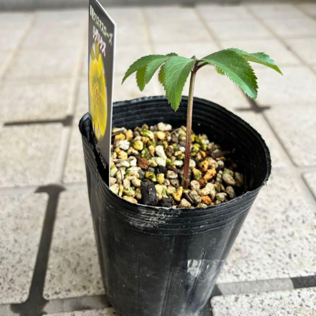 クリスマスローズ　原種　アトロルーベンス　デュメトルム　など　交配