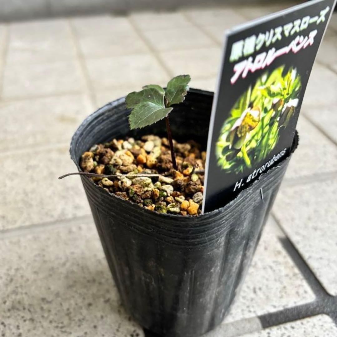 クリスマスローズ　原種　アトロルーベンス　デュメトルム　など　交配