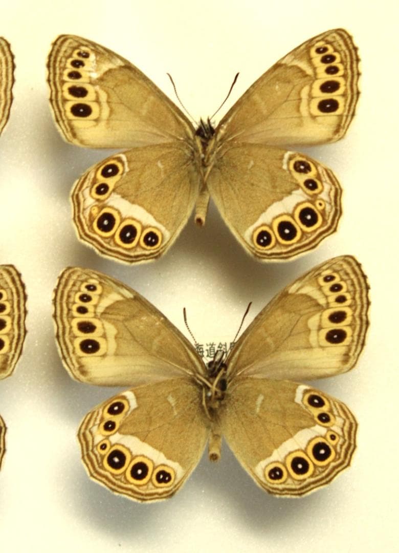 カ*コ様 ウラジャノメ　北海道産　6♂　日本産蝶標本