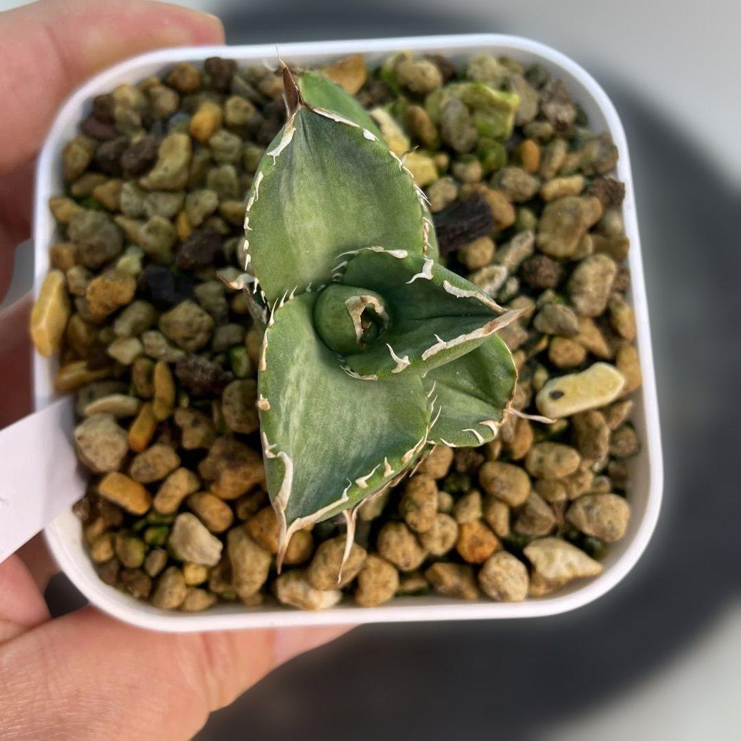 おまとめ専用　アガベ　チタノタ　白妖　散り斑タイプ　ホワイトアイス黄覆輪