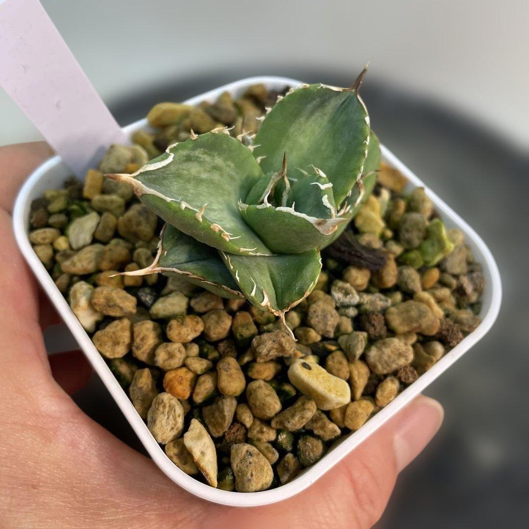 おまとめ専用　アガベ　チタノタ　白妖　散り斑タイプ　ホワイトアイス黄覆輪