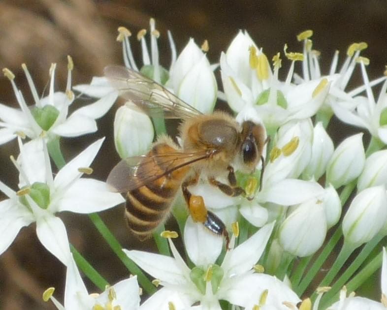 安心の日本みつばち 芳醇 糖度81％ 優良品 非加熱 秋はちみつ1,100g