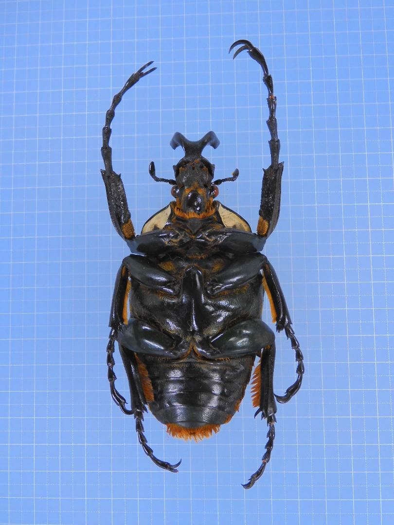 ゴライヤスオオツノカナブン　100mm