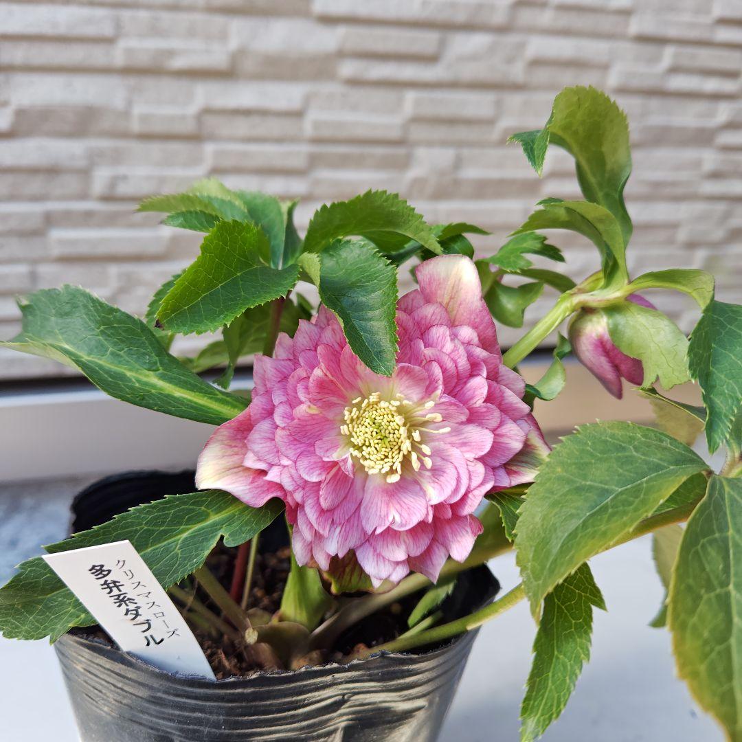 ハ*ー様 クリスマスローズ 曽田園芸 dd多弁ピンクぼかし