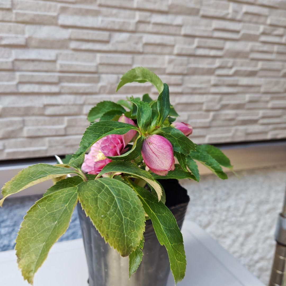 ハ*ー様 クリスマスローズ 曽田園芸 dd多弁ピンクぼかし