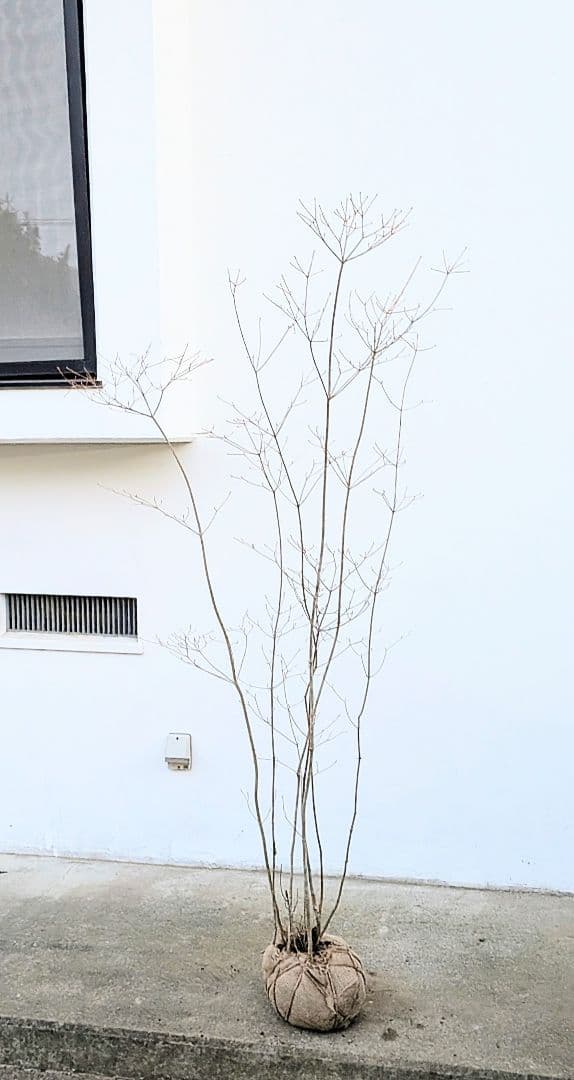 正真正銘。山採りドウダンツツジ。